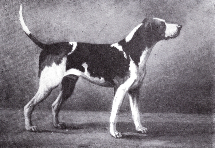 Faublas, chien de M. de La Besge - Tiré de l'ouvrage Deux Siècles de Vènerie à travers la France - H. Tremblot de la Croix et B. Tollu (1988)